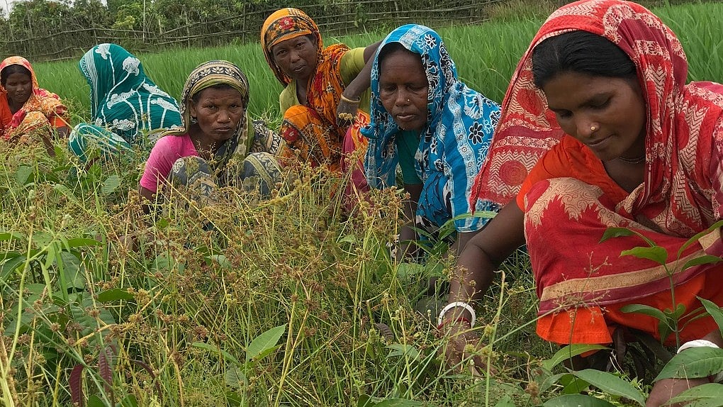 Women from indigenous communities tend to a young mango orchard next to a paddy field in northwestern Bangladesh.