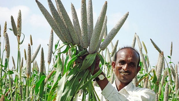 A farmer showing Biofortified bajra which has the nutritional value.