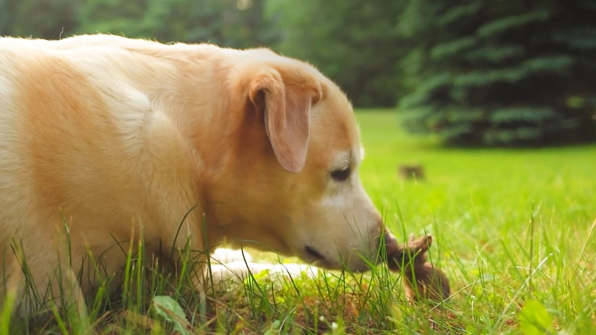 Dog befriends baby bunny