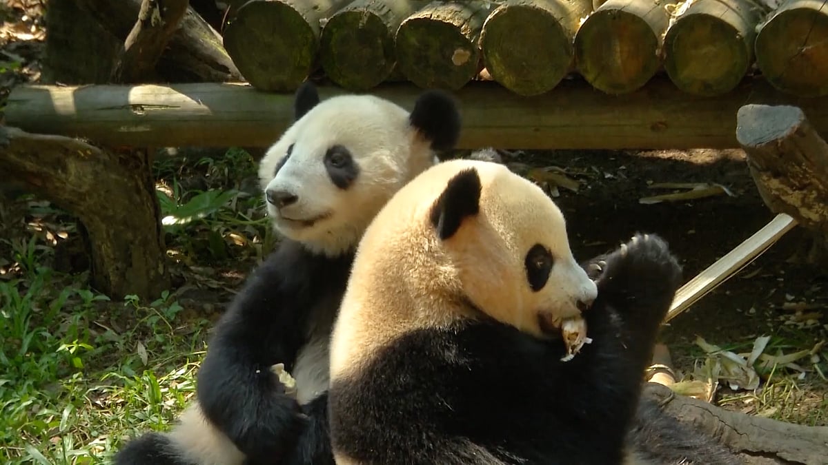 The twins named Qinqin and Aiai celebrated their 2nd birthday lately.