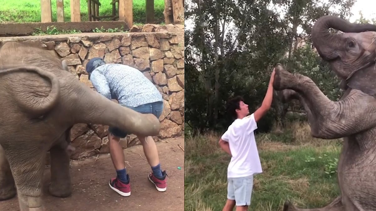 Elephants and their adorable relationships with humans.