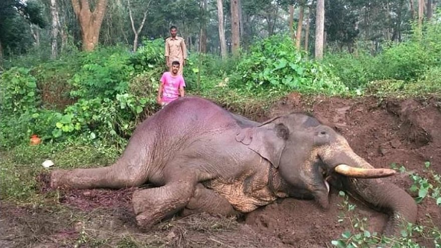 Rowdy Ranga was badly injured after a private bus hit him in the early hours of Monday, near Nagarhole Tiger Reserve in Karnataka. 