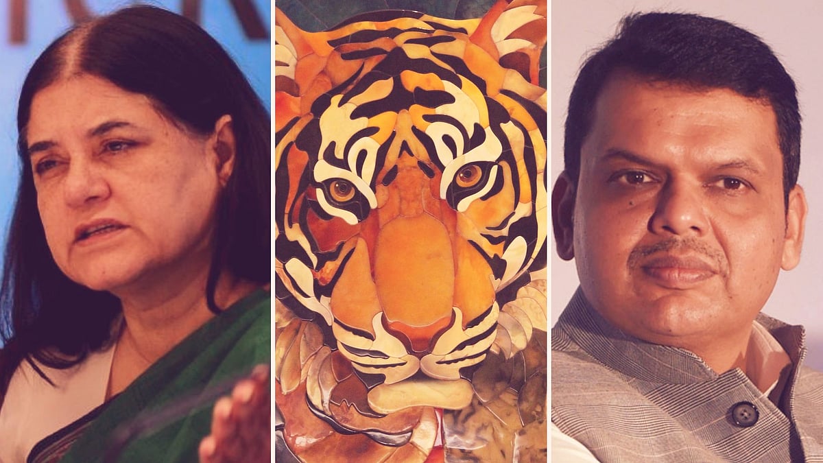 The tigress, T1, as she was known officially, was shot Friday night, 2 November.