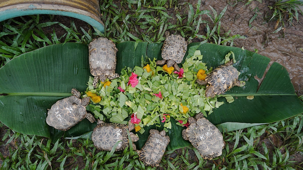 Indian Star Tortoises.