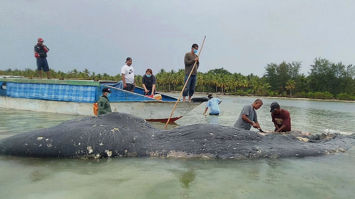 Researchers collect samples from the carcass of a beached whale at Wakatobi National Park in Southeast Sulawesi, Indonesia.