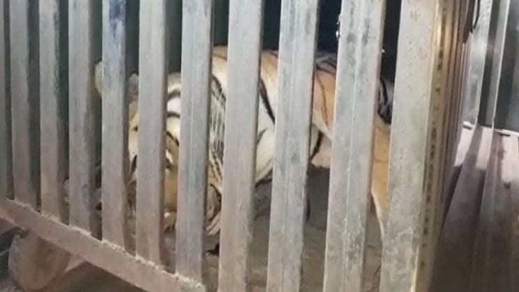 Tigress Avni’s carcass.
