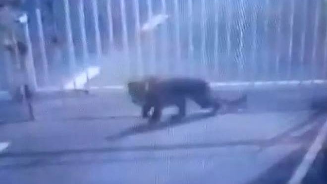 Leopard seen sneaking into the Gujarat Sachivalaya premises at 2 am on Monday Morning