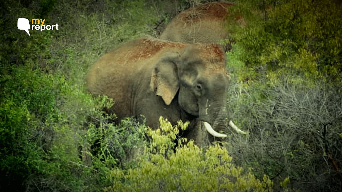 Ranga and Sidda are fine examples of human cruelty and a warning call to human beings who have forgotten how to coexist.&nbsp;