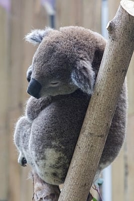 NANJING, March 16, 2018 (Xinhua) -- A koala meets the public at the Hongshan Forest Zoo in Nanjing, capital of east China
