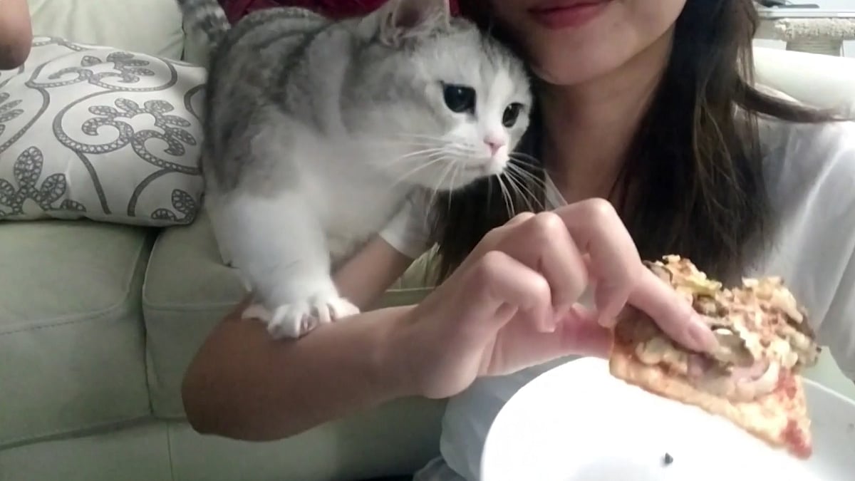 Cat trying to grab pizza from its owner