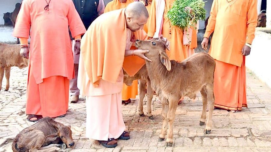 Yogi has asked that stray animals, including cattle, be sent to shelters by 10 January.