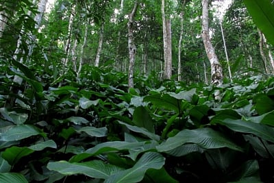 Betel leaf cultivation in an agroforestry matrix. Photo by Biang Syiem.