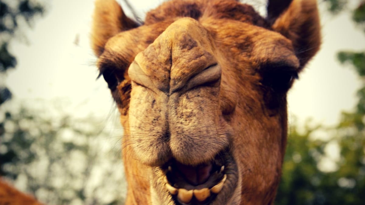 Camels are vegetarian – but will occasionally take a bite out of a human hand within range!