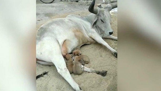 Cow adopts four puppies. 