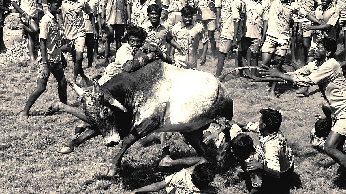 <div class="paragraphs"><p>View: Jallikattu Causes Unnecessary Pain, Goes Against Constitutional Morality</p></div>