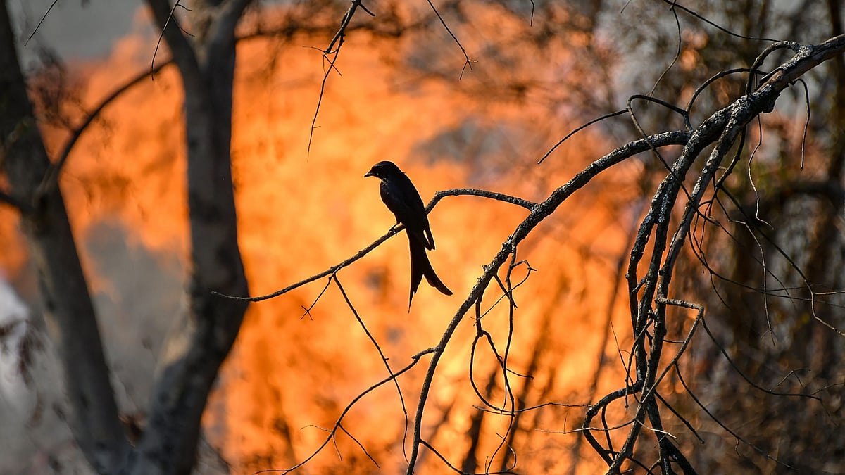  Dung burning by locals is believed to be the cause behind the raging fire, that has been ravaging Bandipur Tiger Reserve for the past few days.