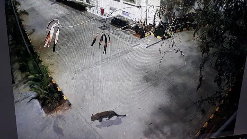 The leopard was seen in the parking lot of the Thane mall.