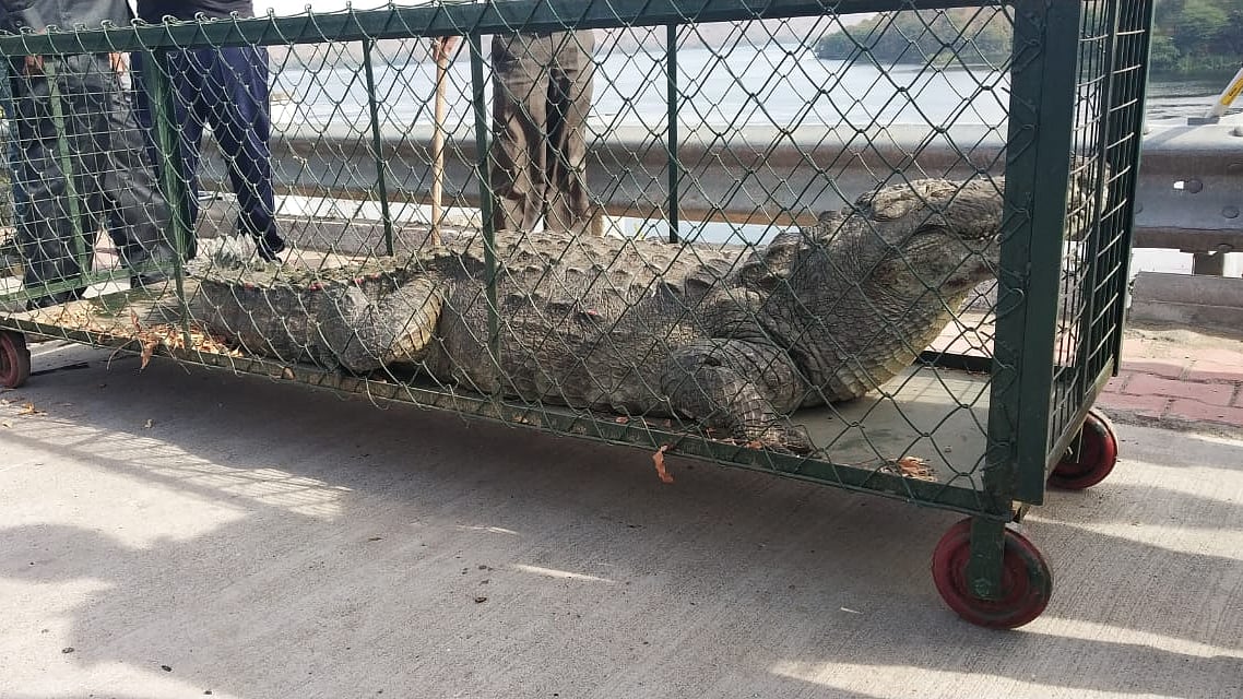 A large crocodile trapped and relocated from Dyke-3 near Statue of Unity.