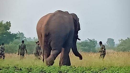 Chinnathambi, a 25-year-old tusker who raided crops near Thadagam in Coimbatore was tranquilised and translocated to Varagaliar forests on 26 January. 