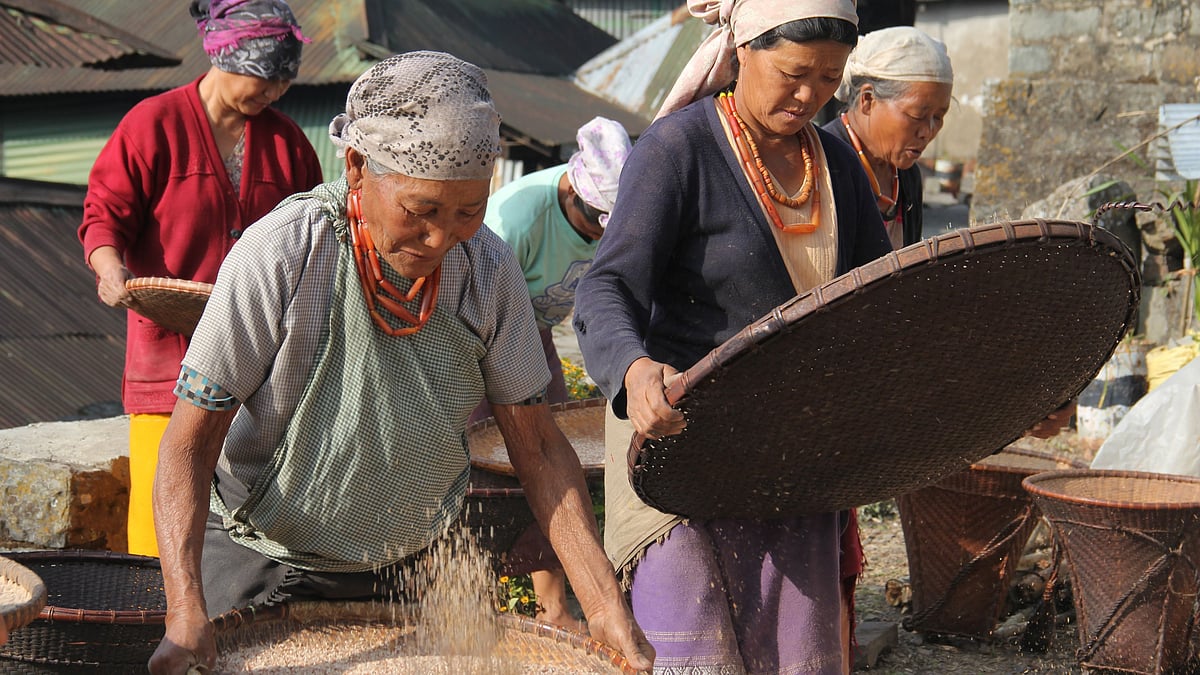 Image of the Angami tribe women of Khonoma threshing grain.