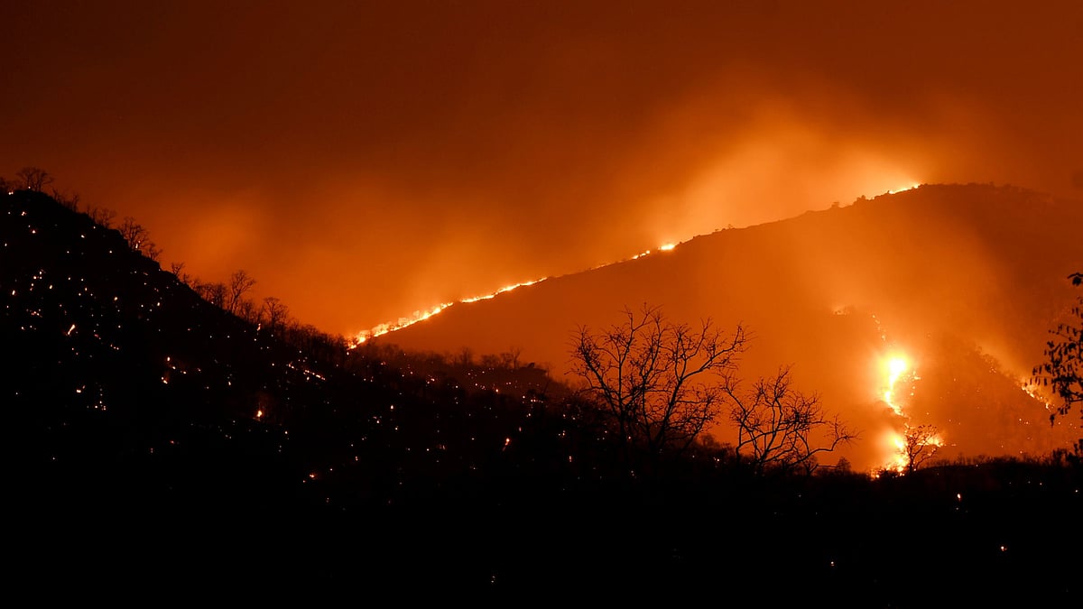 According to official estimates, 500 hectares of forests have been engulfed in high intensity fires.