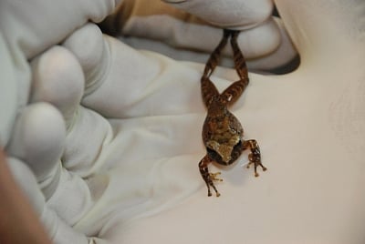The bacterium Pseudomonas cichorii was isolated from the skin of frog species Craugastor crassidigitus. (Photo: Christian Martin)