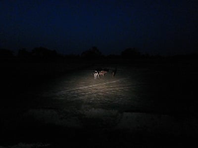 Stray cattle in the fields at night.