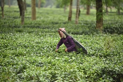 Tea garden. (File Photo: IANS)