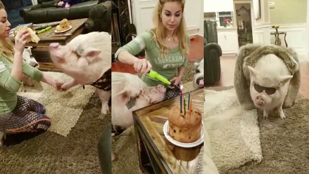 Happy birthday, Chuy the pig&nbsp;