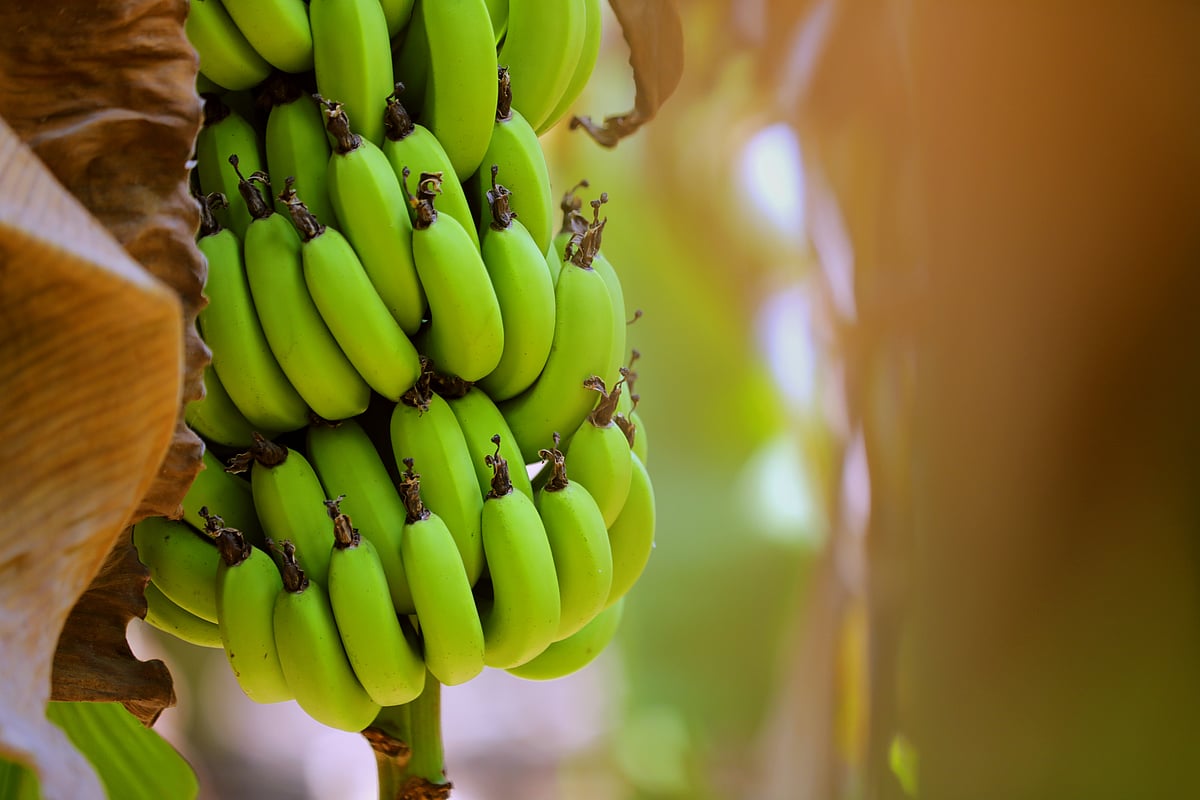 <div class="paragraphs"><p> Loaded with vitamin C, vitamin A, vitamin B6 and Potassium, raw bananas are excellent for your health.</p></div>