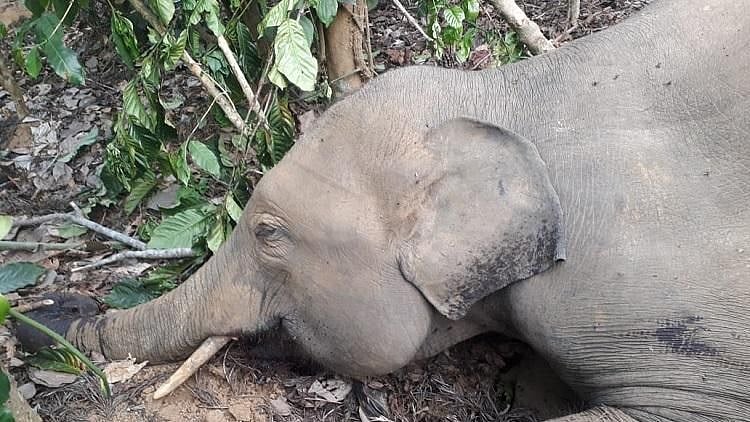 An elephant carcass was found by forest officials in Palamangala village of Kodagu district