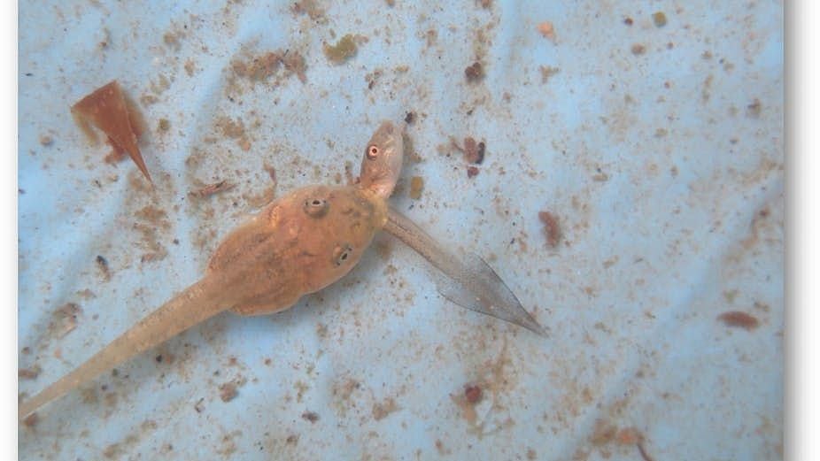 Carnivorous bullfrog tadpoles don’t even spare their own. 