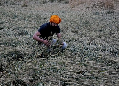 A farmer takes a look at his crop that were hit by strong wind and rains on the outskirts of Amritsar on April 16, 2019. (Photo: IANS)