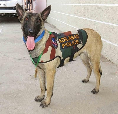 Your canine friend can use its highly evolved sense of smell to pick out blood samples from people with cancer with almost 97 per cent accuracy, a finding that can lead to new low-cost and non-invasive screening approaches for the disease, finds a study. (File Photo: IANS)