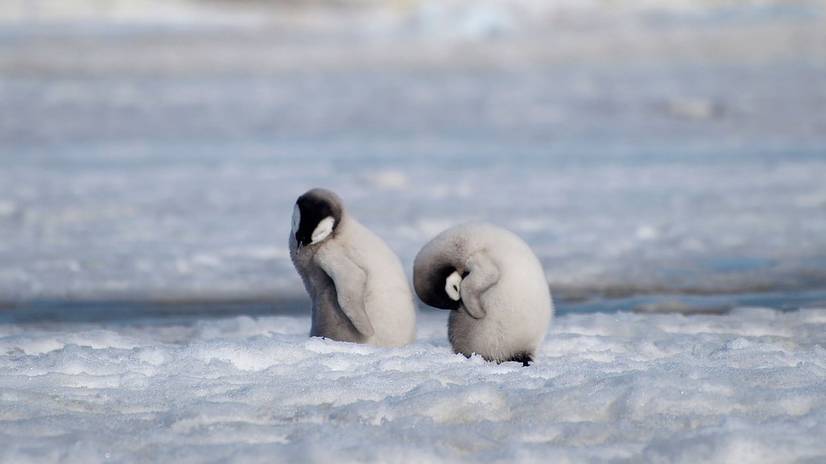<div class="paragraphs"><p>Emperor penguins have been listed under the Endangered Species Act. </p></div>