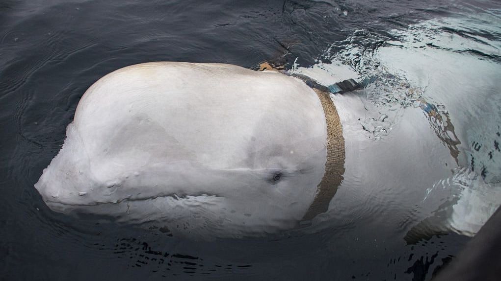 The white whale had a strange harness attached to it.