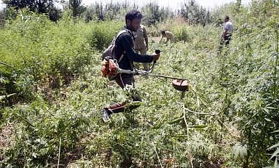 Himachal goes back on cannabis cultivation decision . (Photo: IANS)