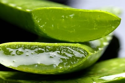 Aloe Vera. (File Photo: IANS)