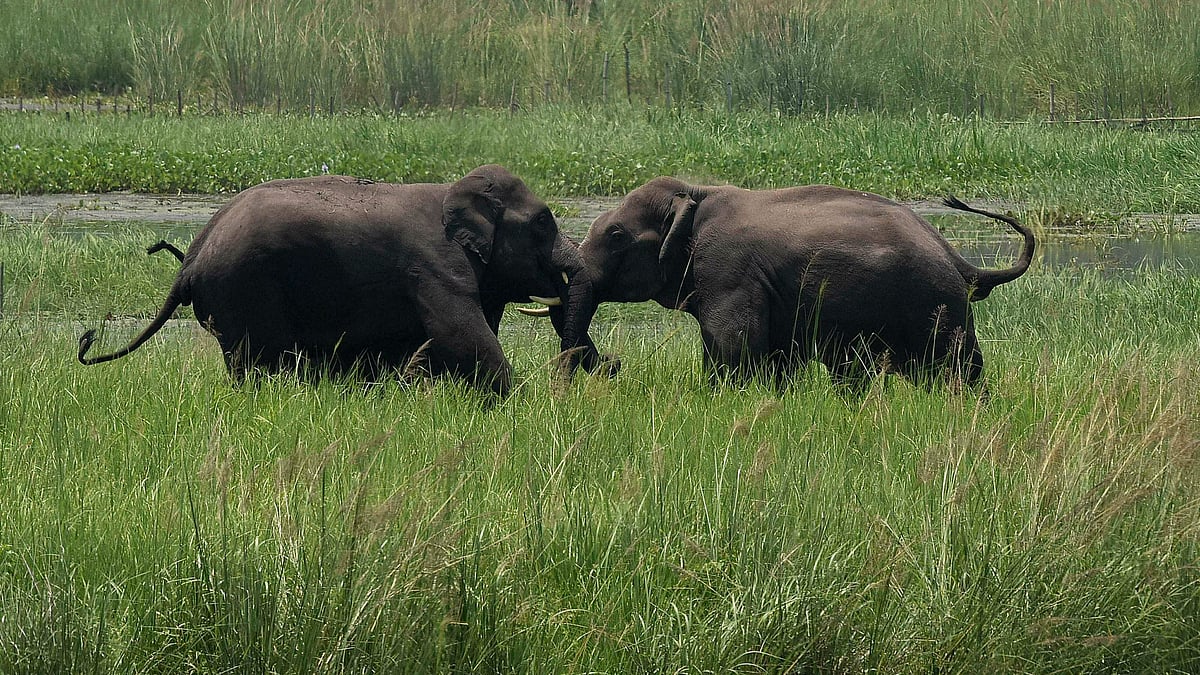 In this June 7, 2017, file photo, two wild elephants, part of a herd that arrived at a wetland near the Thakurkuchi railway station engage in a tussle on the outskirts of Gauhati, Assam, India. 