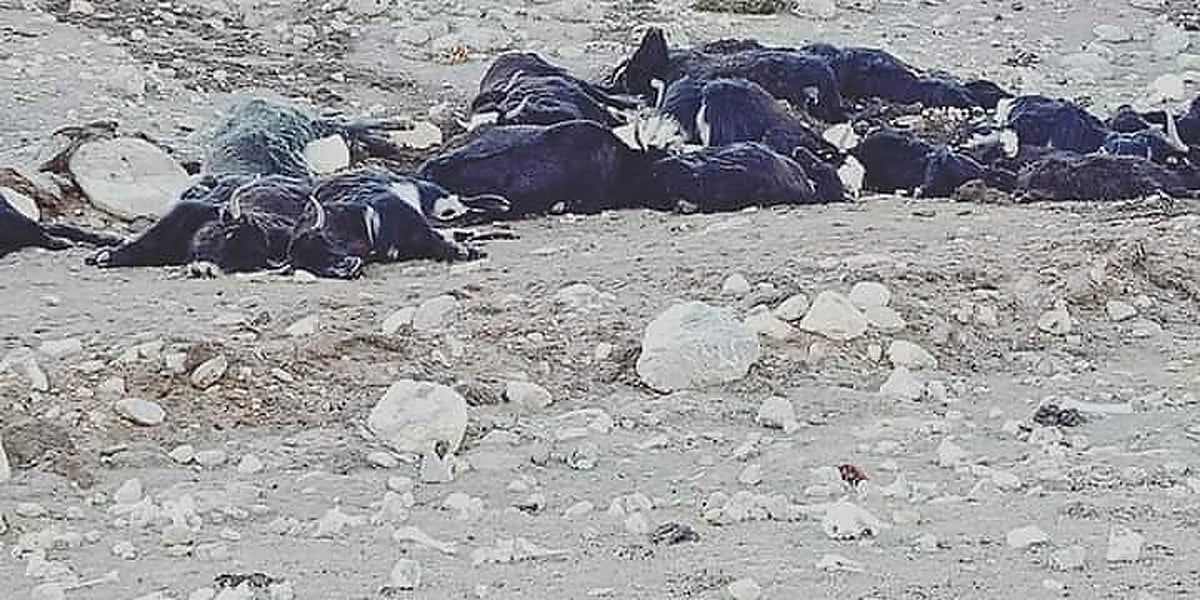 Corpses of Himalayan yaks in northern Sikkim.