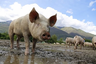 Pigs.