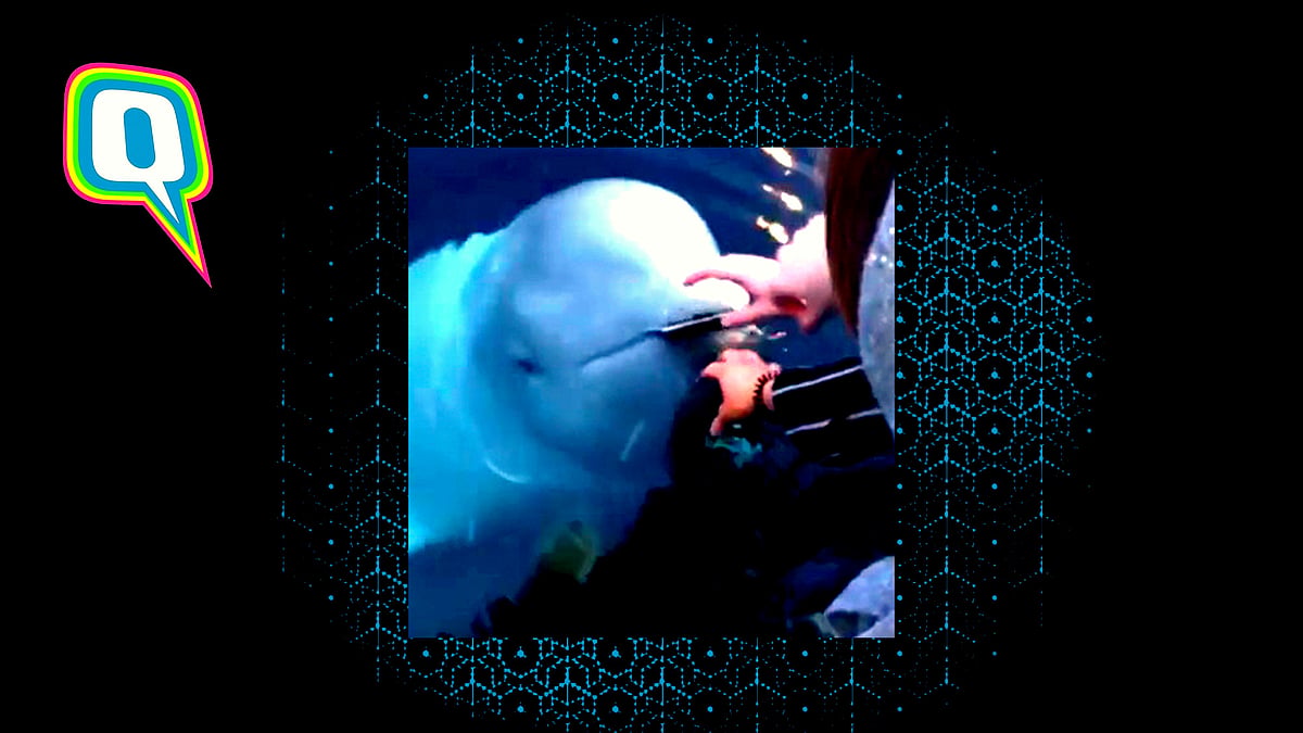 The beluga whale returns woman’s phone after she accidentally dropped it in water.