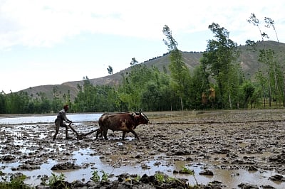 Farmer tills his land. (Photo: IANS)