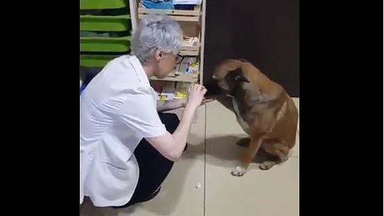 Banu Cengiz with the dog who’s paw she patched up. 