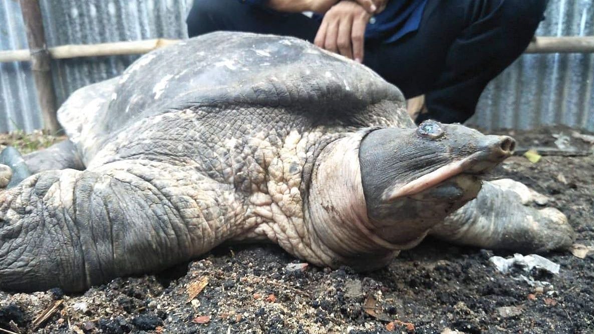 The black softshell turtle.