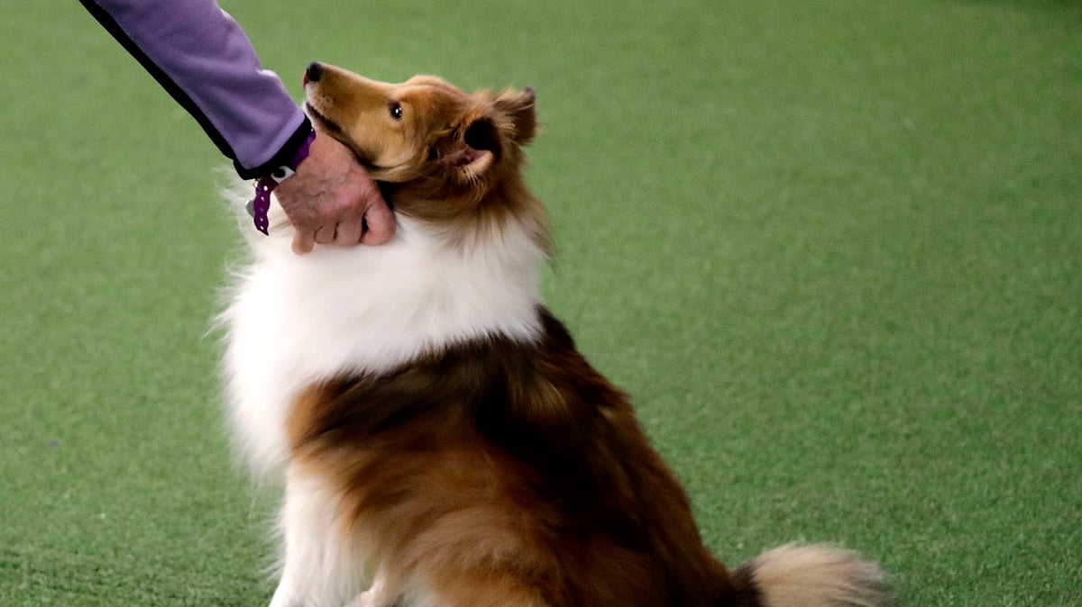 A Shetland sheepdog.