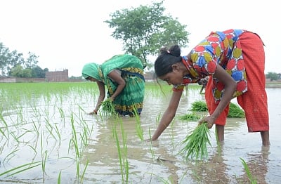 Lucknow: Farmers busy working in their fields near Lucknow on July 6, 2017. (Photo: IANS)