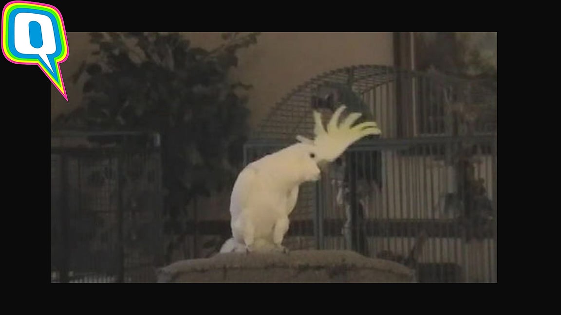 Snowball the dancing cockatoo 