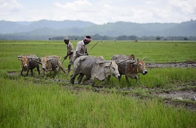 Nagaon: Farmers busy working in a field at Bamuni village in Nagaon district of Assam. (Photo: IANS)