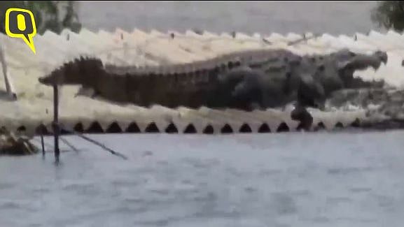 A crocodile was spotted on the roof of a house in flood-affected Raybag taluk of Karnataka’s Belgaum.